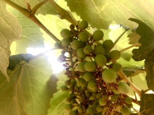Grape fruit cultivation